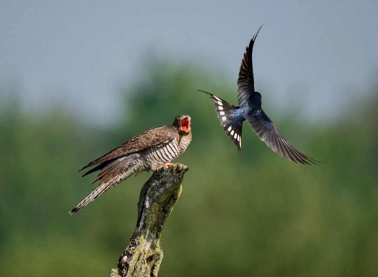 koekoek en boerenzwaluw foto johan vos