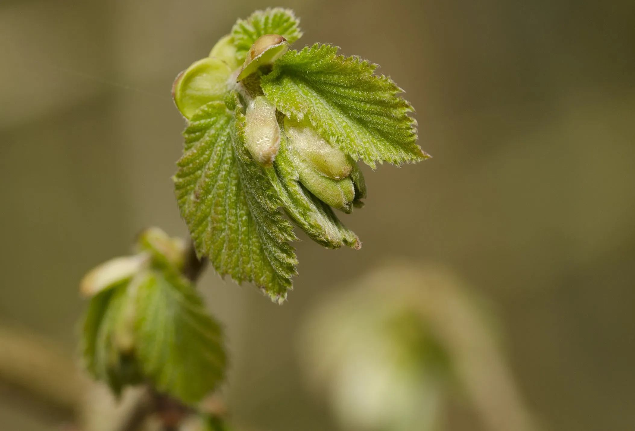 lente