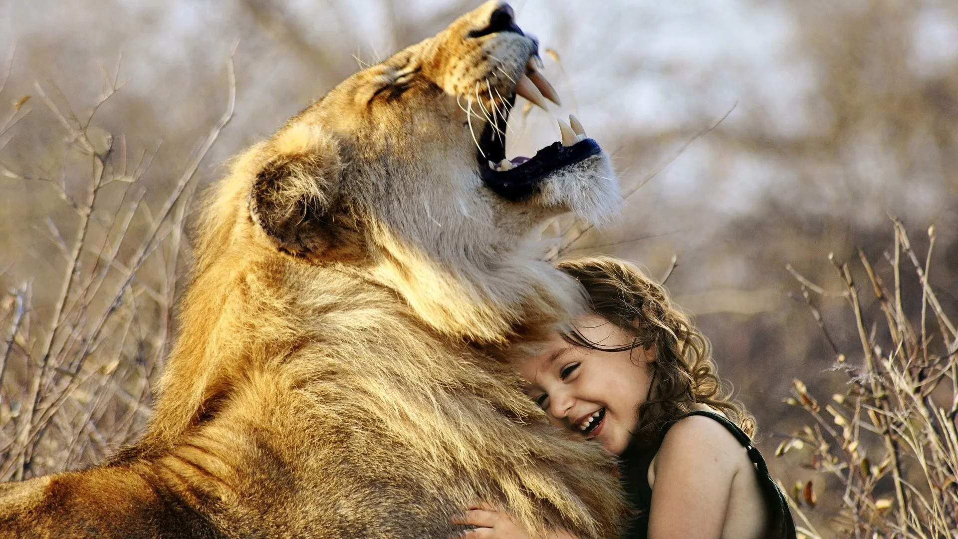 lion 3012515 1920