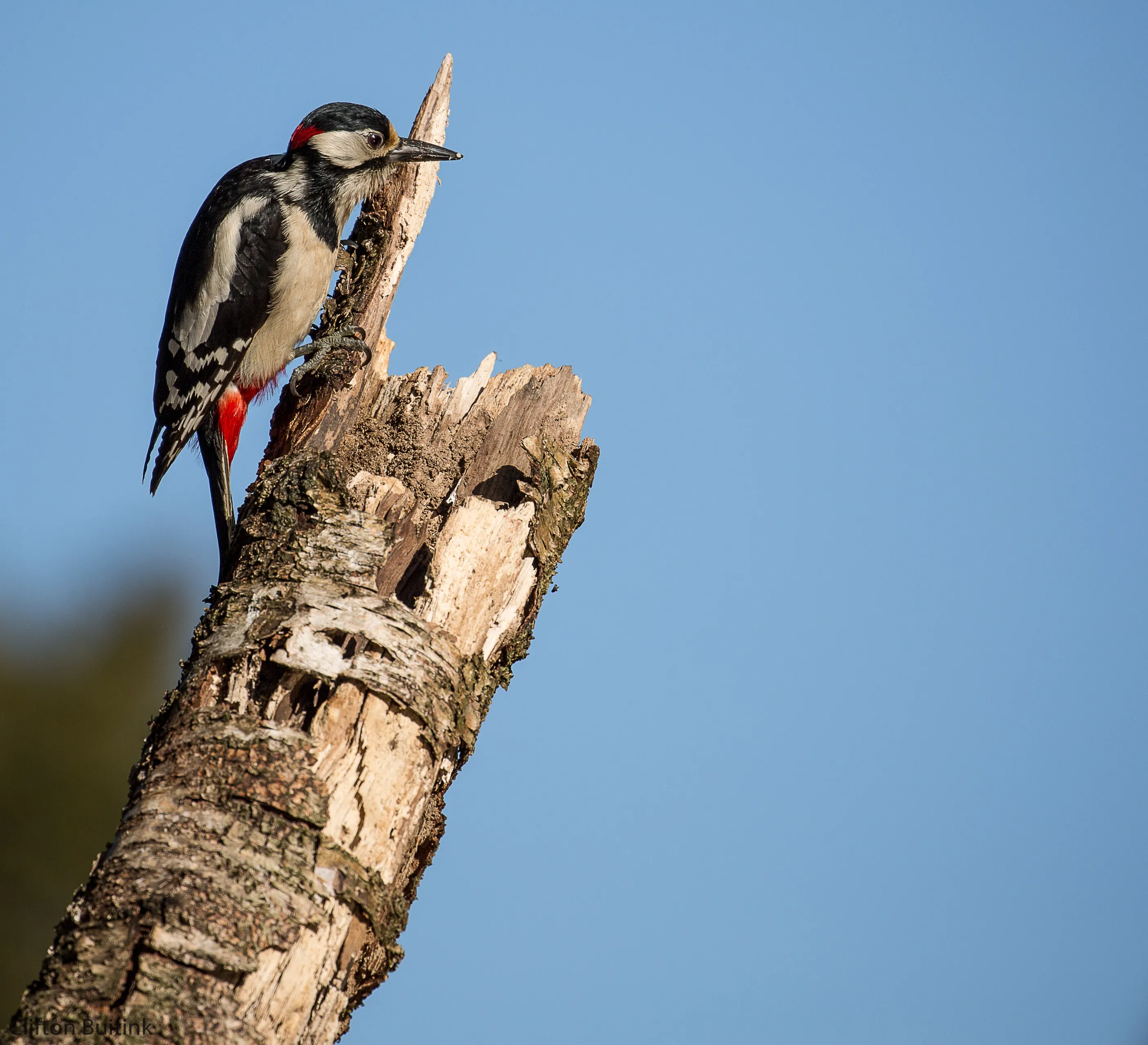 lo16878 specht clifton buitink