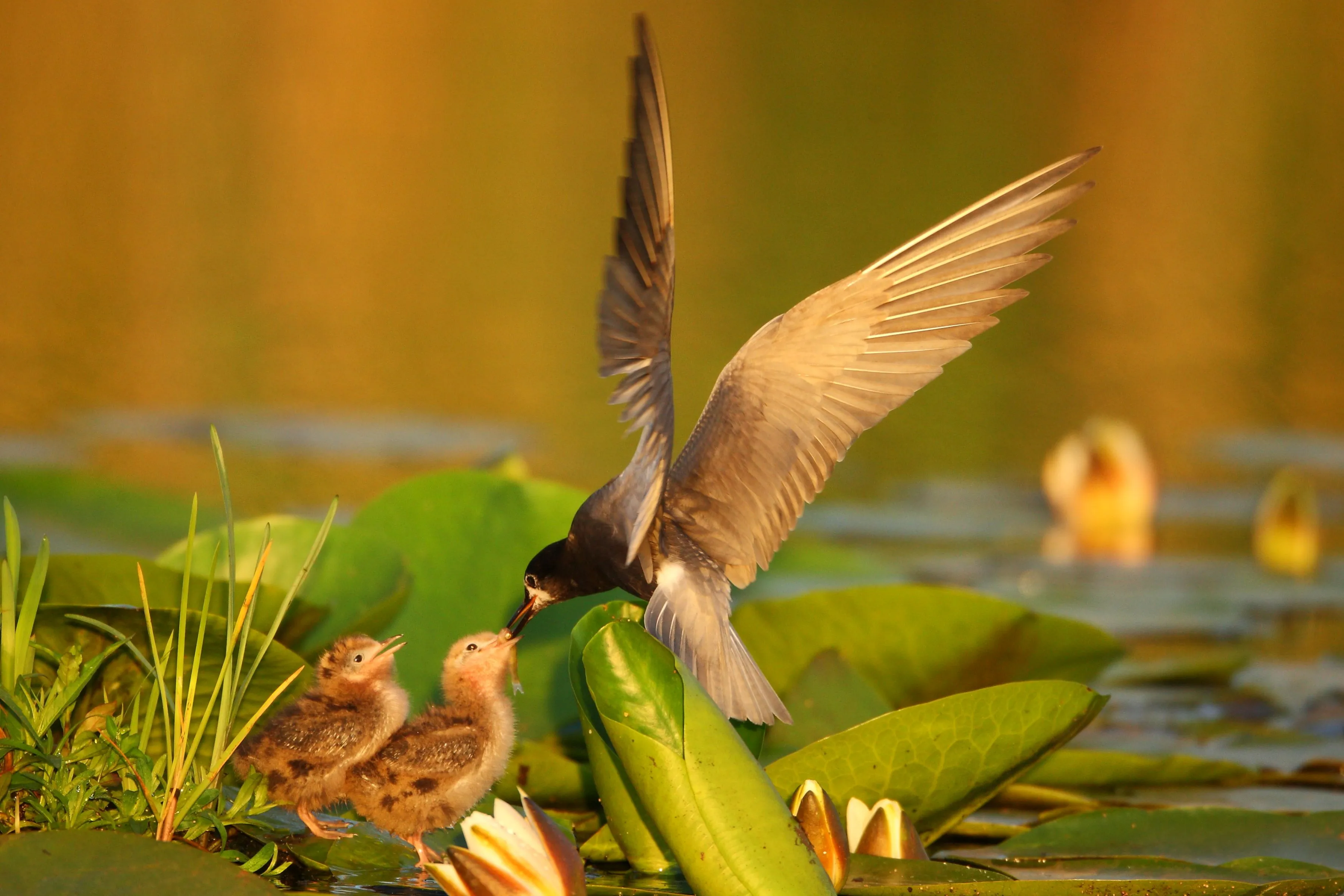 namo71150 zwarte stern met jongen foto natuurmonumenten