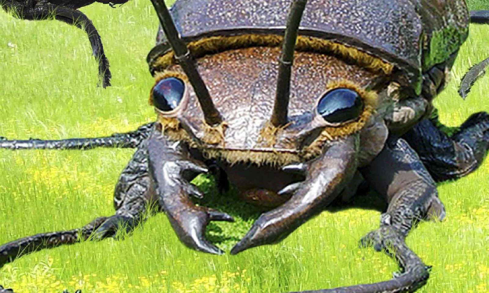 natuur big bugs foto