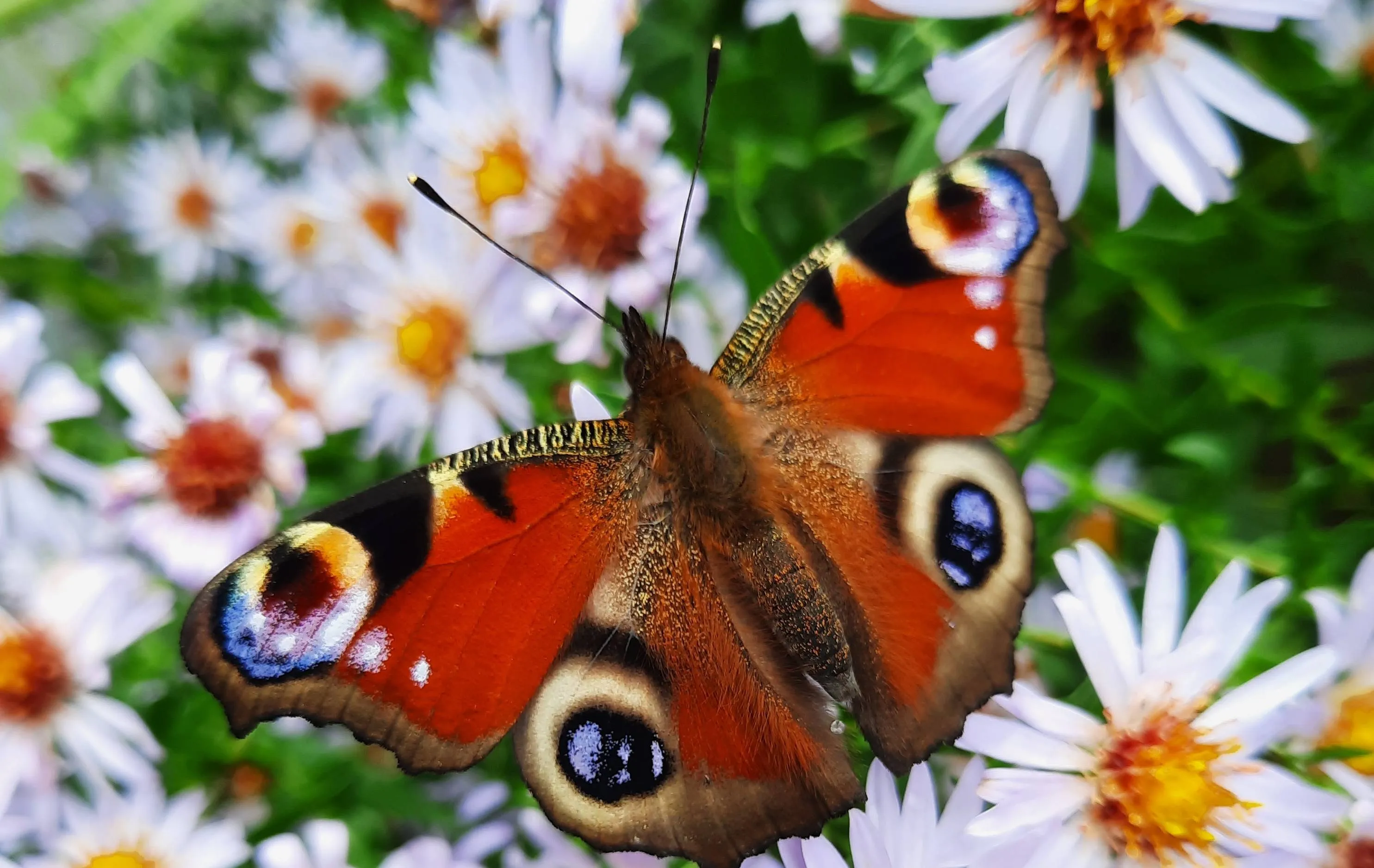 natuur dagpauwoog foto joop verburg
