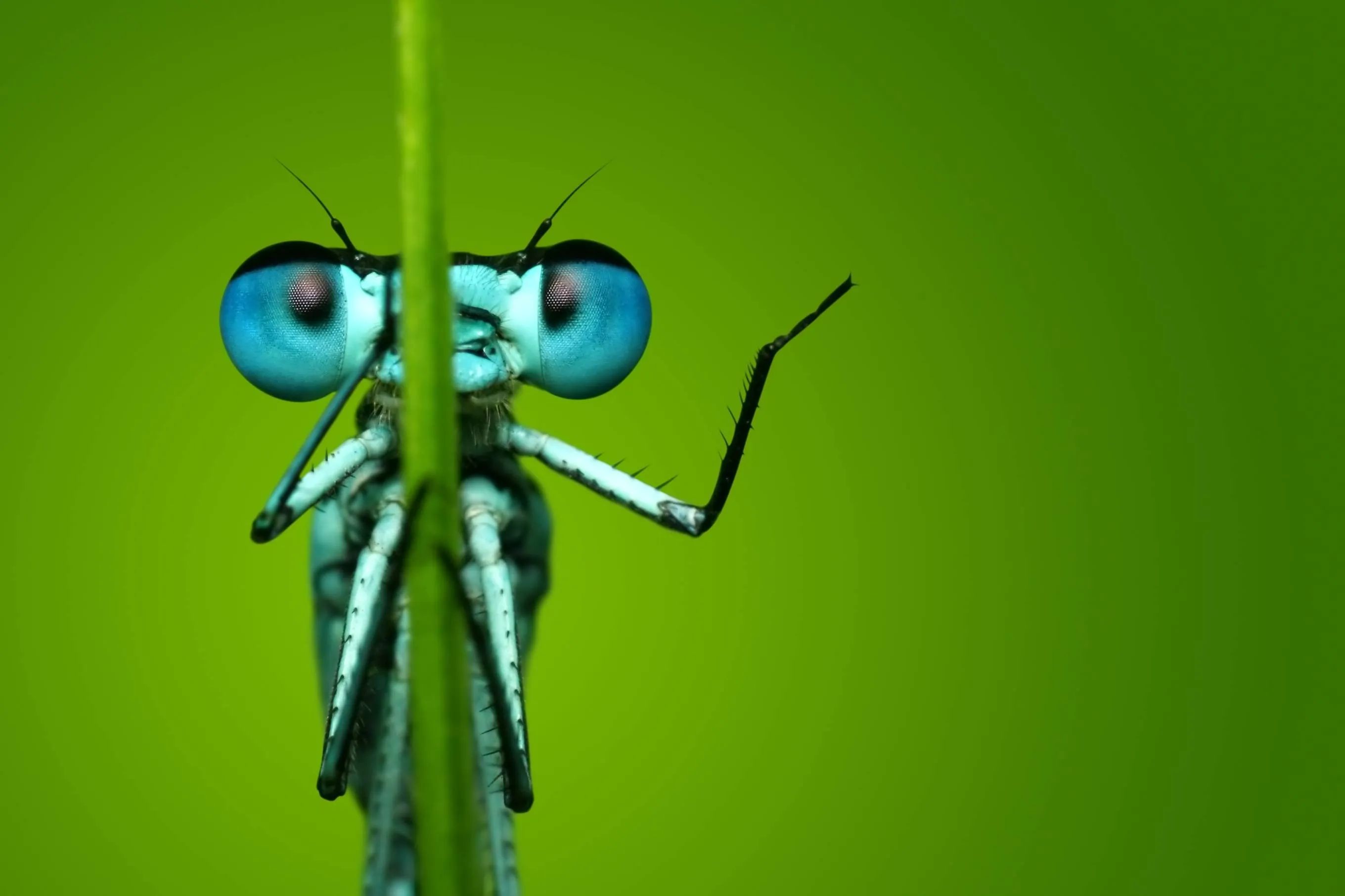 natuurmonumenten 01 azuurwaterjuffer