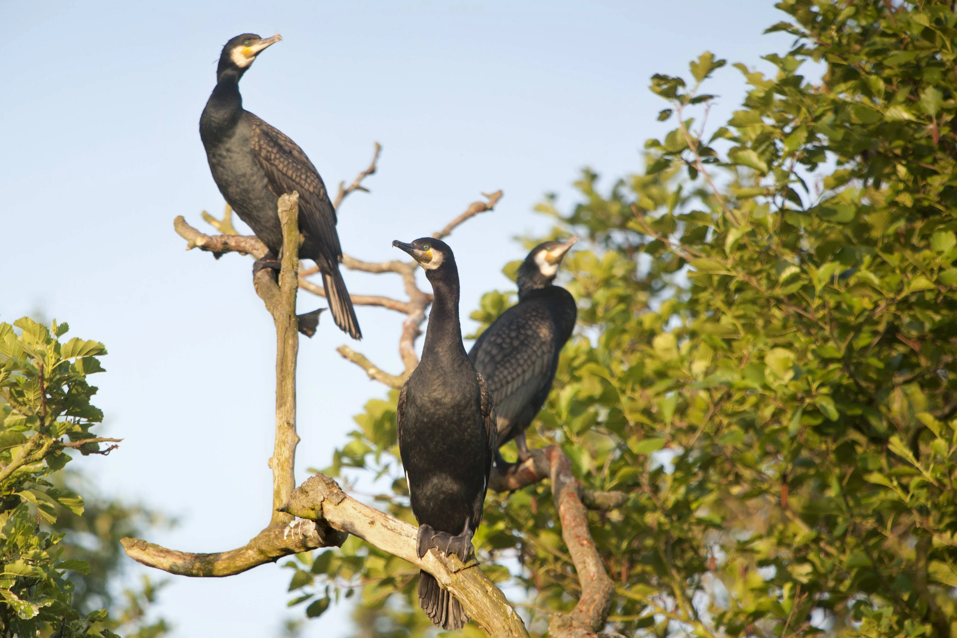 natuurmonumenten fred prak namo49631