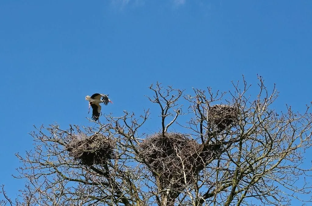 ooievaars de wijk