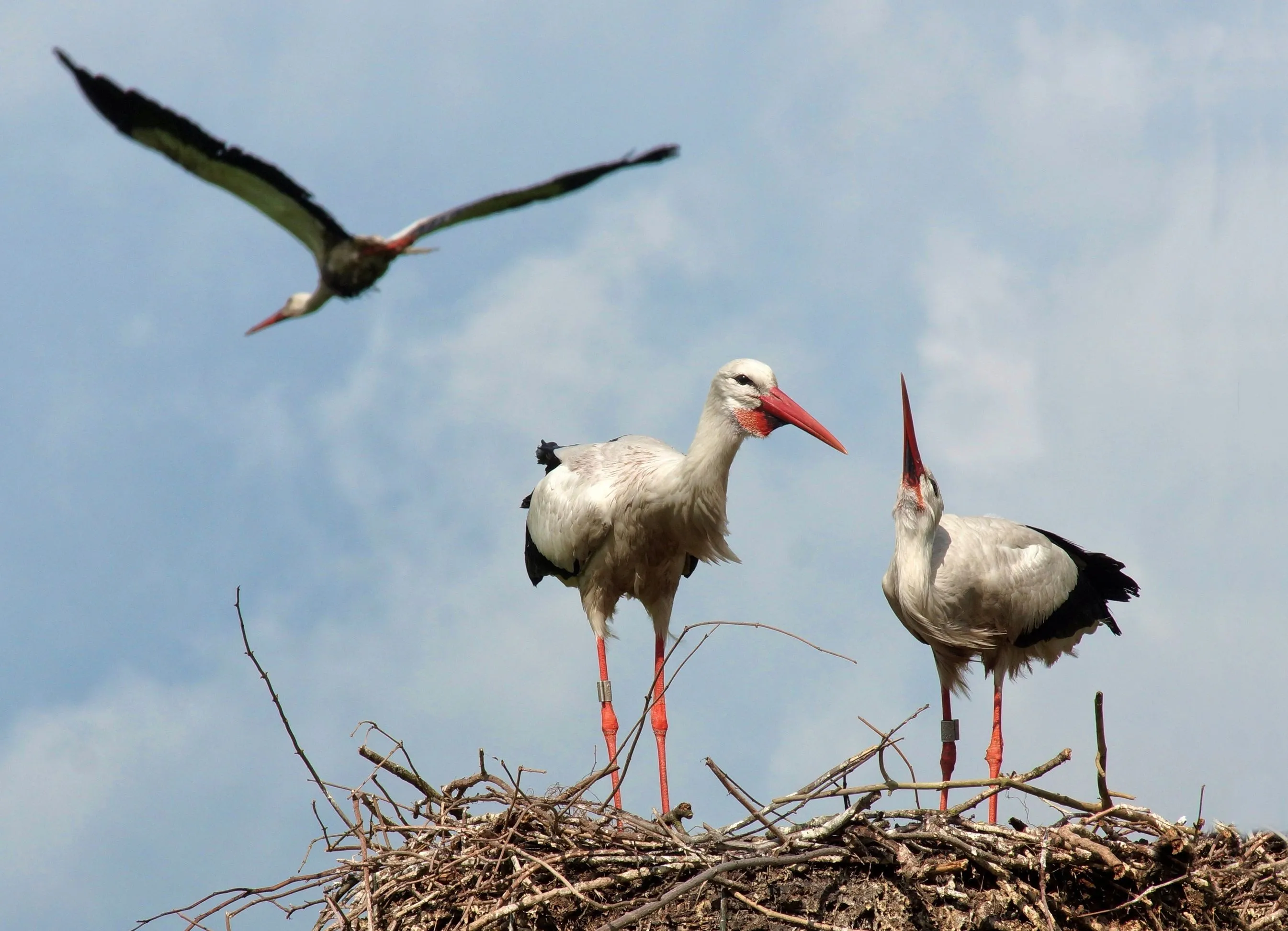 opstap 1807 ooievaars foto john dekker het drentse landschap