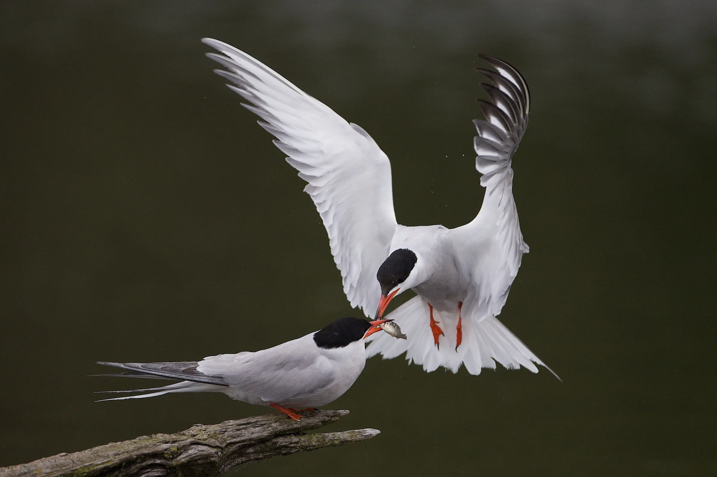 opstap 2003 natuurmonumenten dick van egmond namo71151