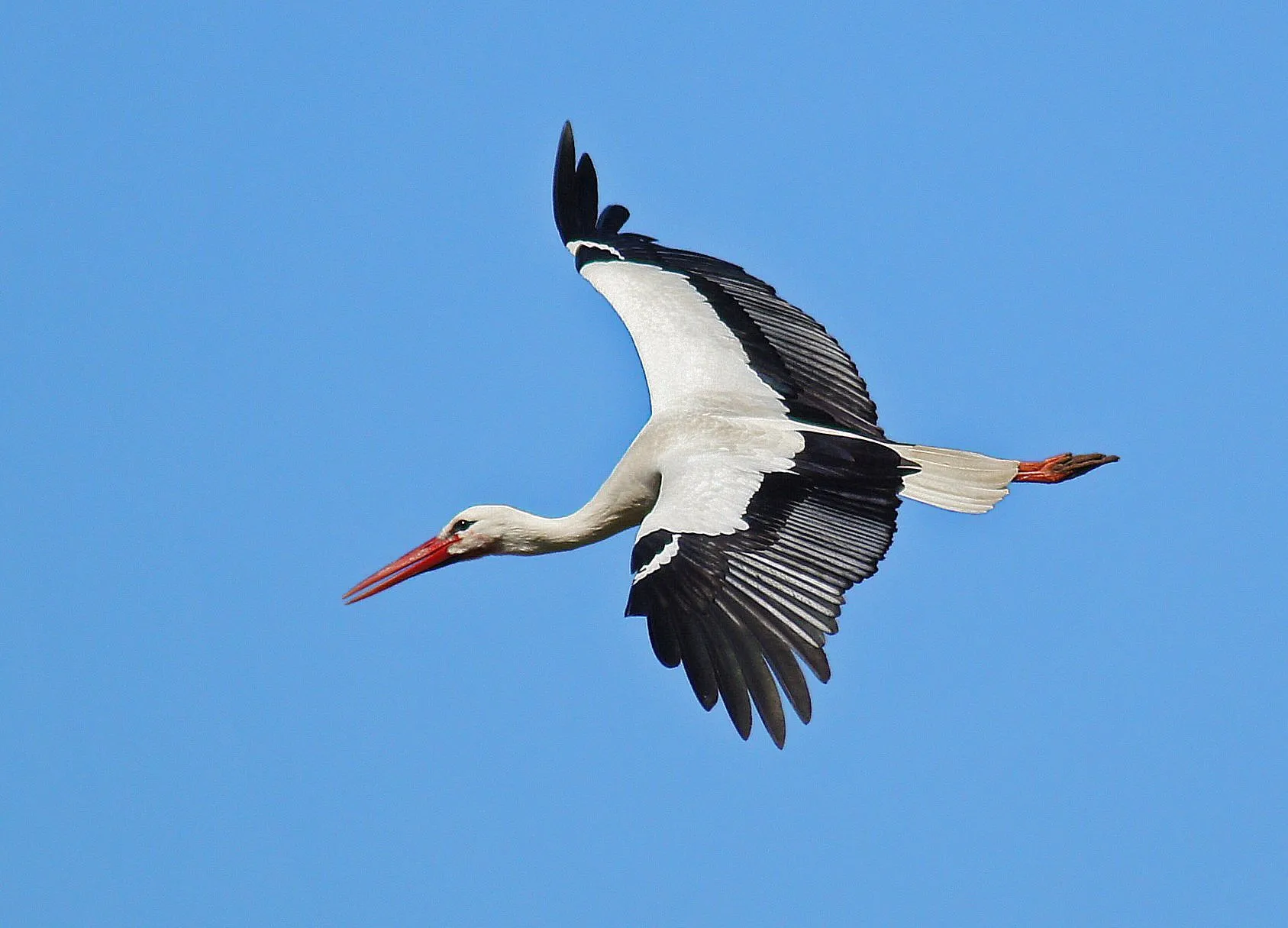 opstap 2407 ooievaar 03 2014 foto john dekker1 1 002