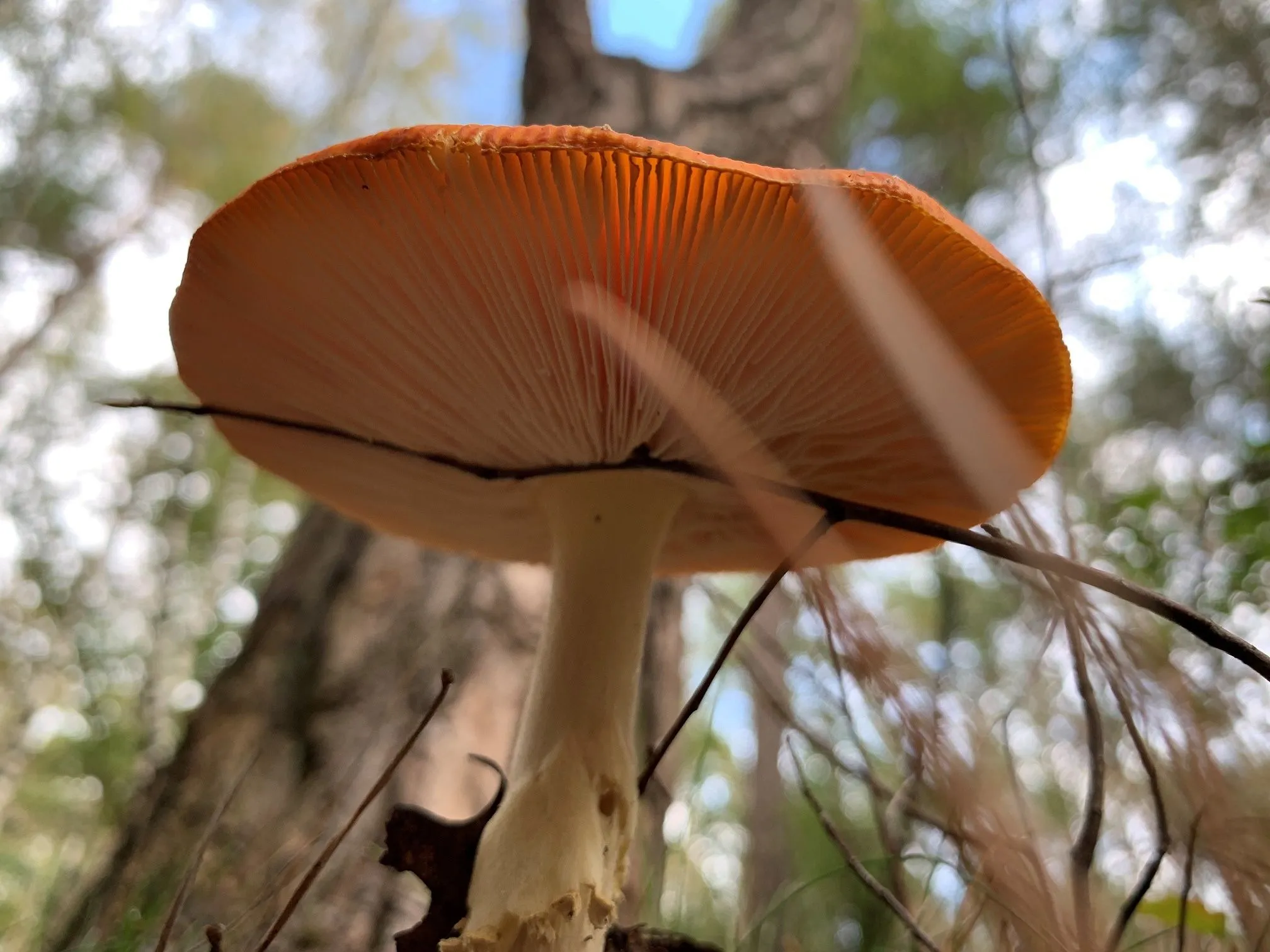 paddenstoelen marcel