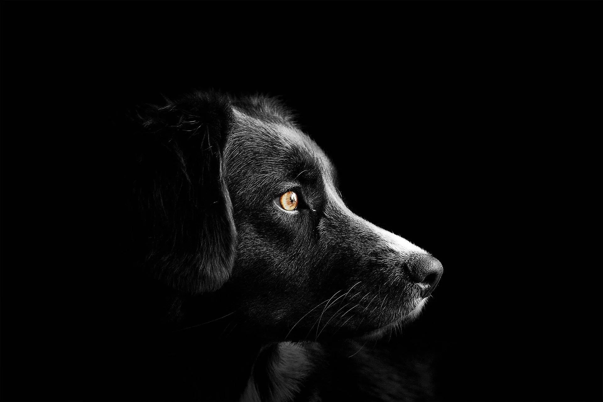 pixabay hond