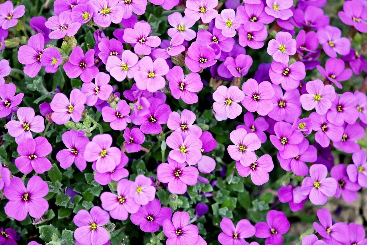 pixabay purple 2219594 1280