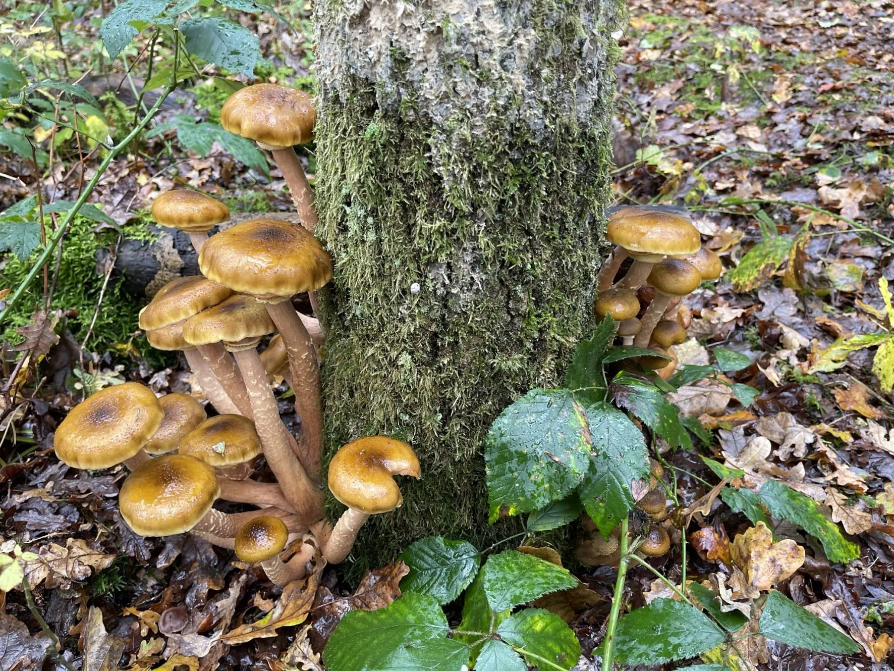 pn paddestoelen