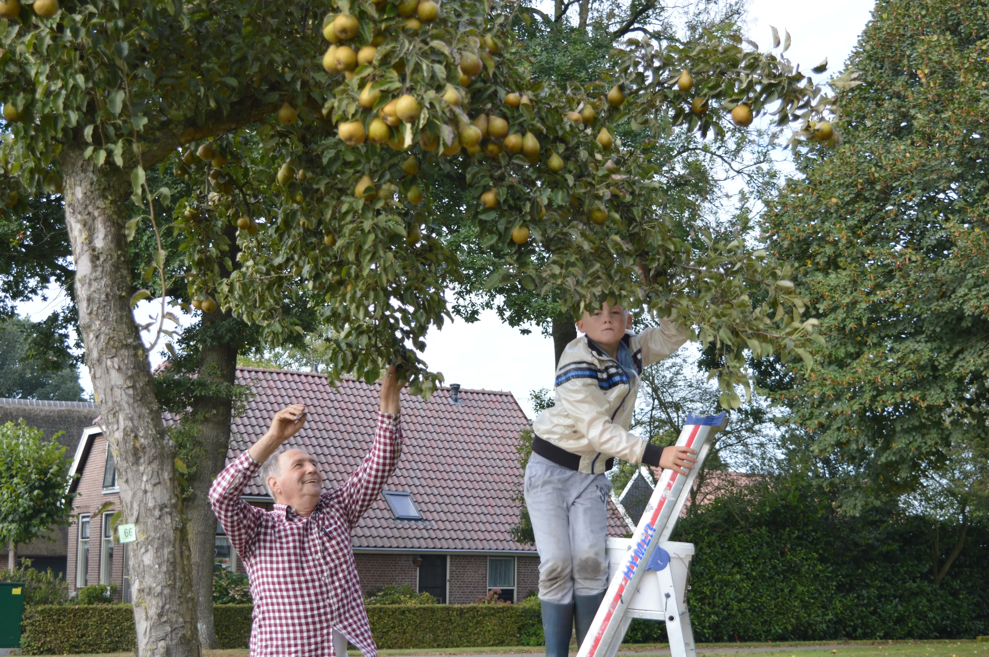 pn01102016 perenpluk6