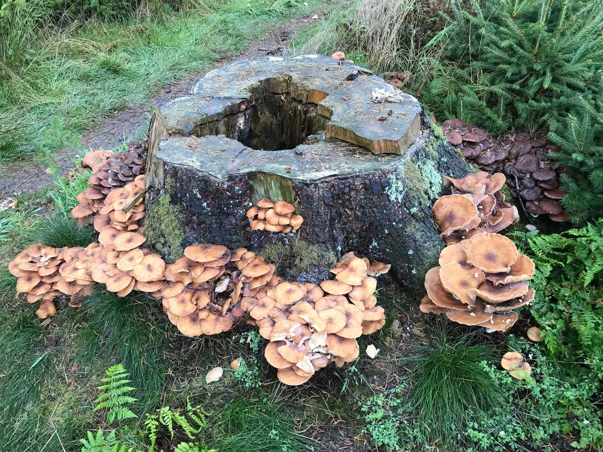 pn01112018 elfenbak koekangerveld