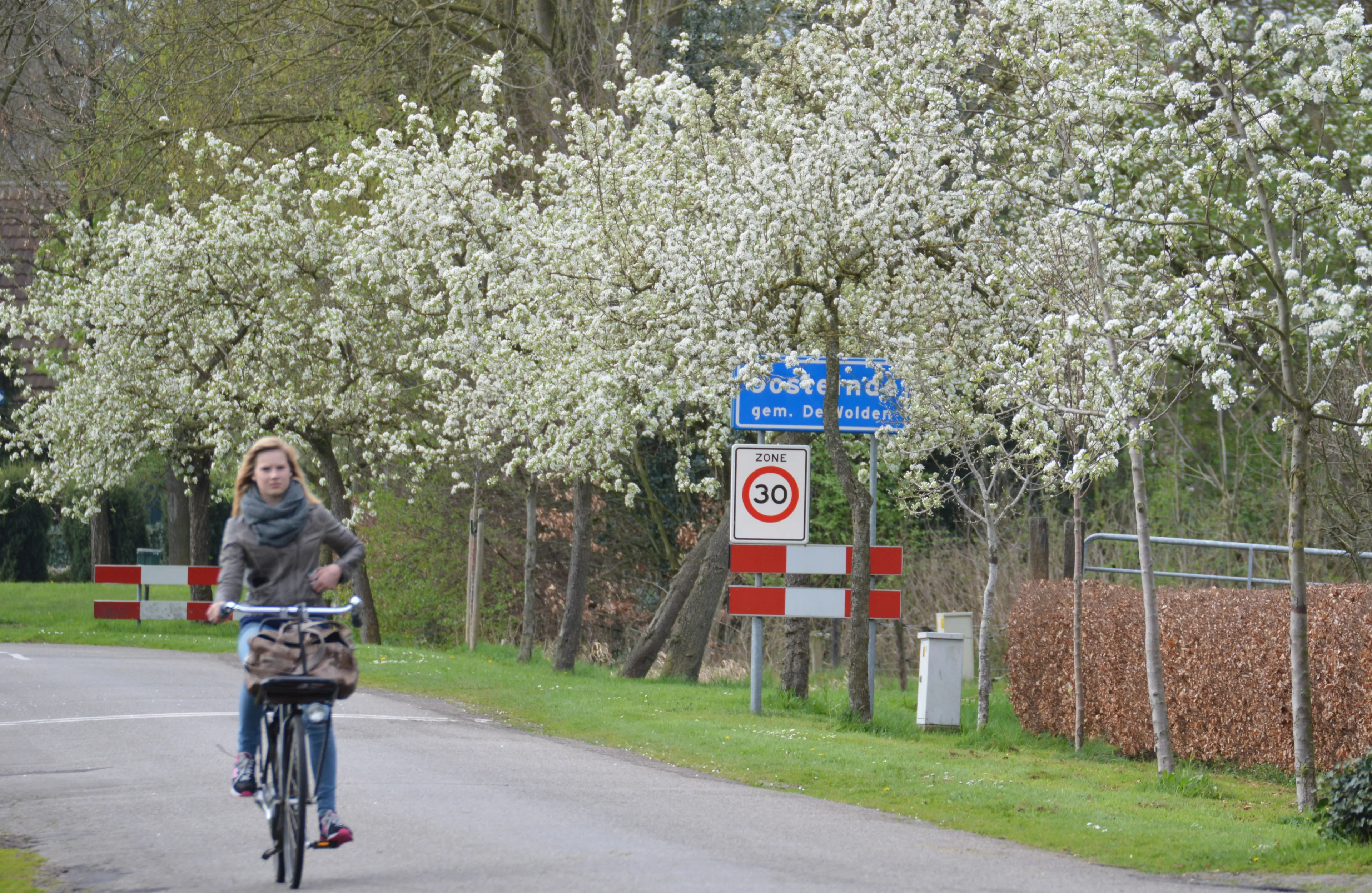 pn07042014 perenbloesem oosteinde