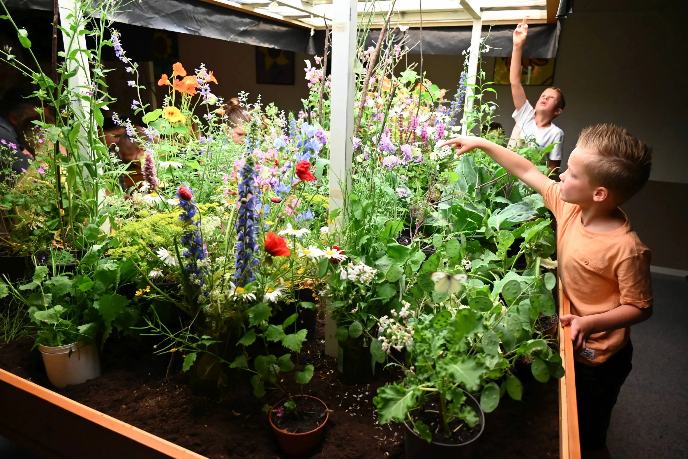 pn07062023 zuidwolde vlinderexpo1