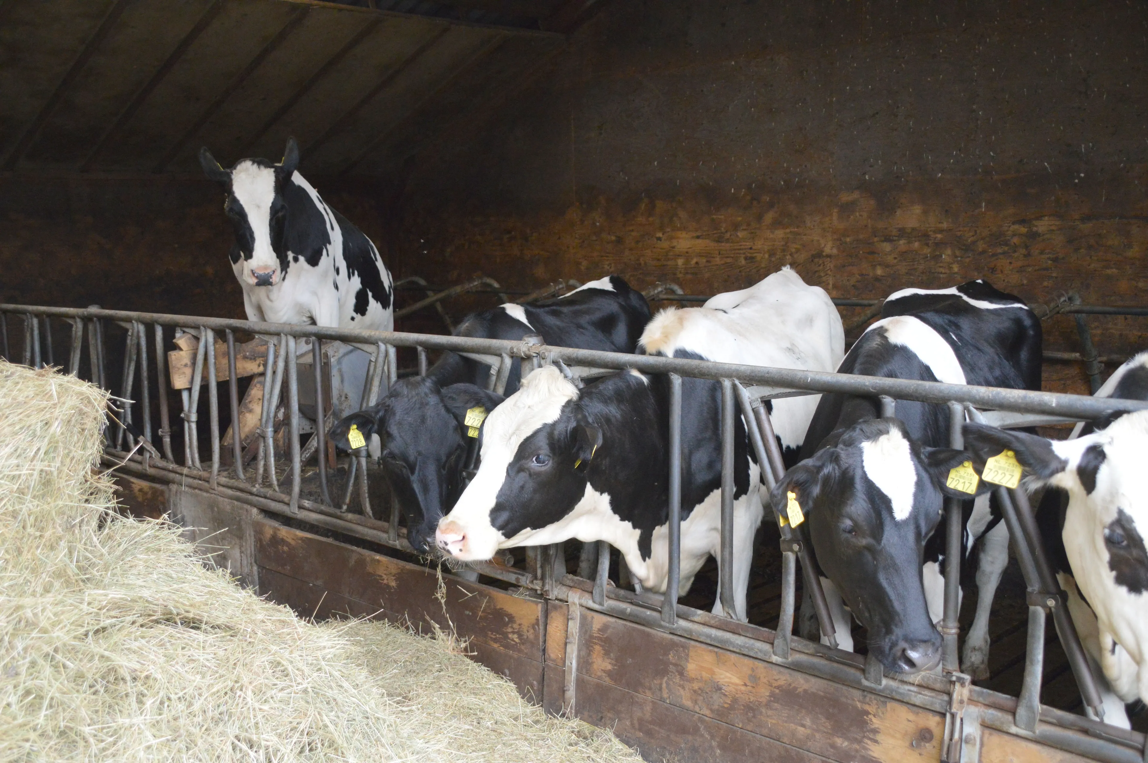 pn28072018 koeien de leeuw2