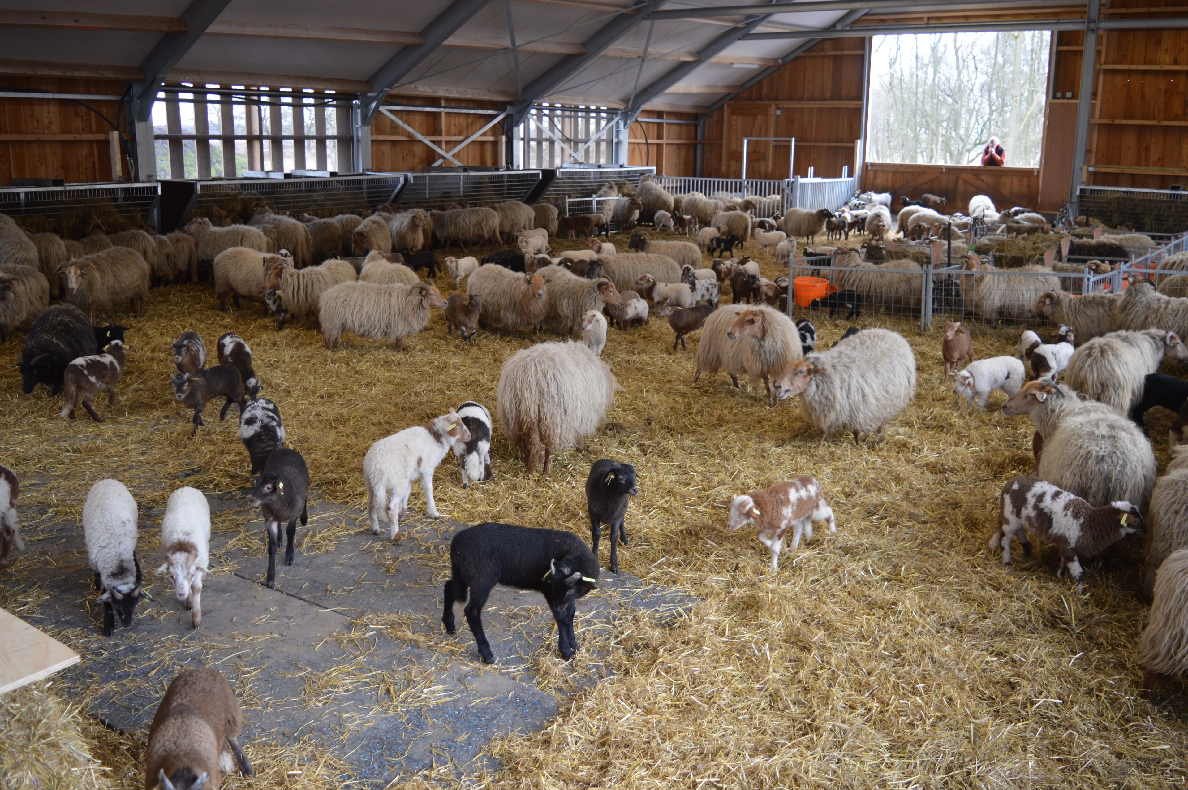 pn29032018 opening schaapskooi ruinen9