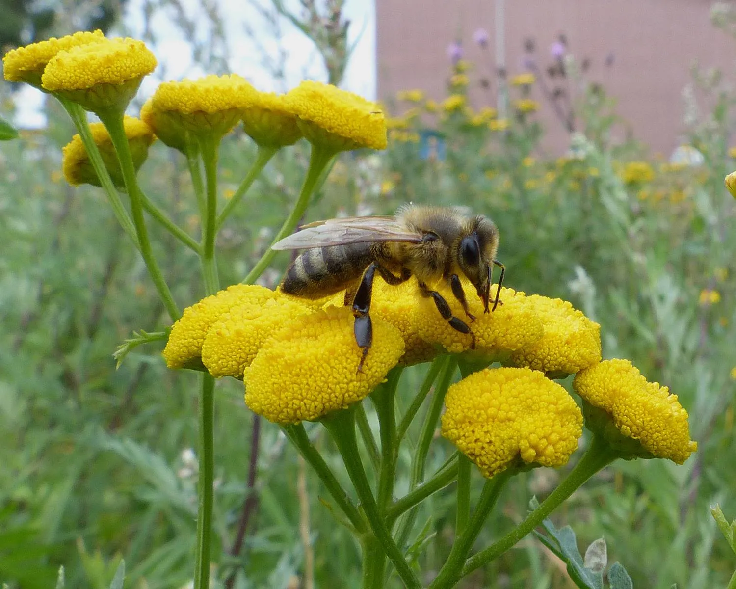 reestdal honingbij mark zekhuis