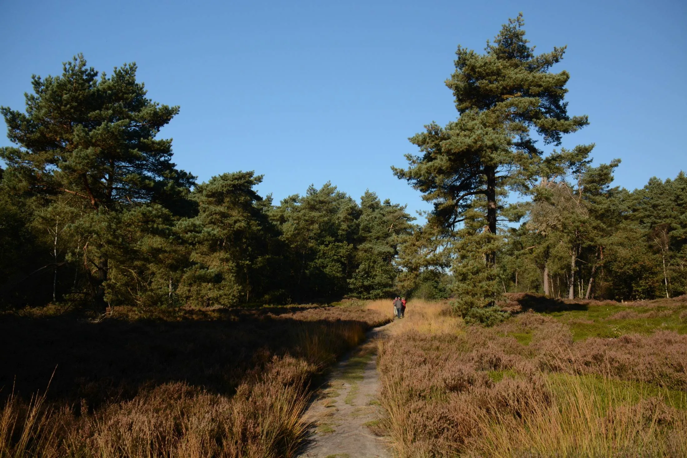 reestdal lo019511600 nico kloek