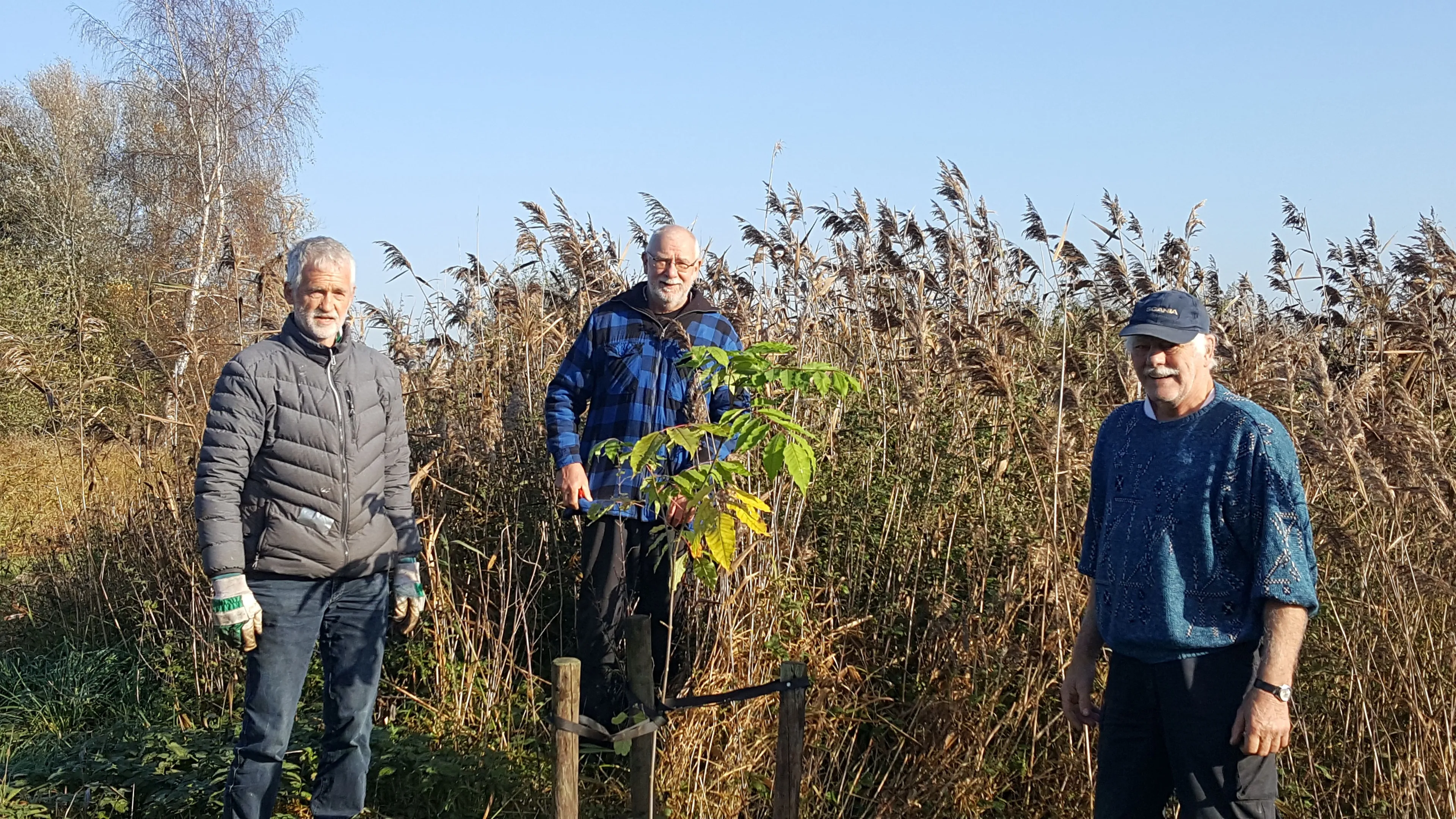 ruinerwold bijenboom ruinen