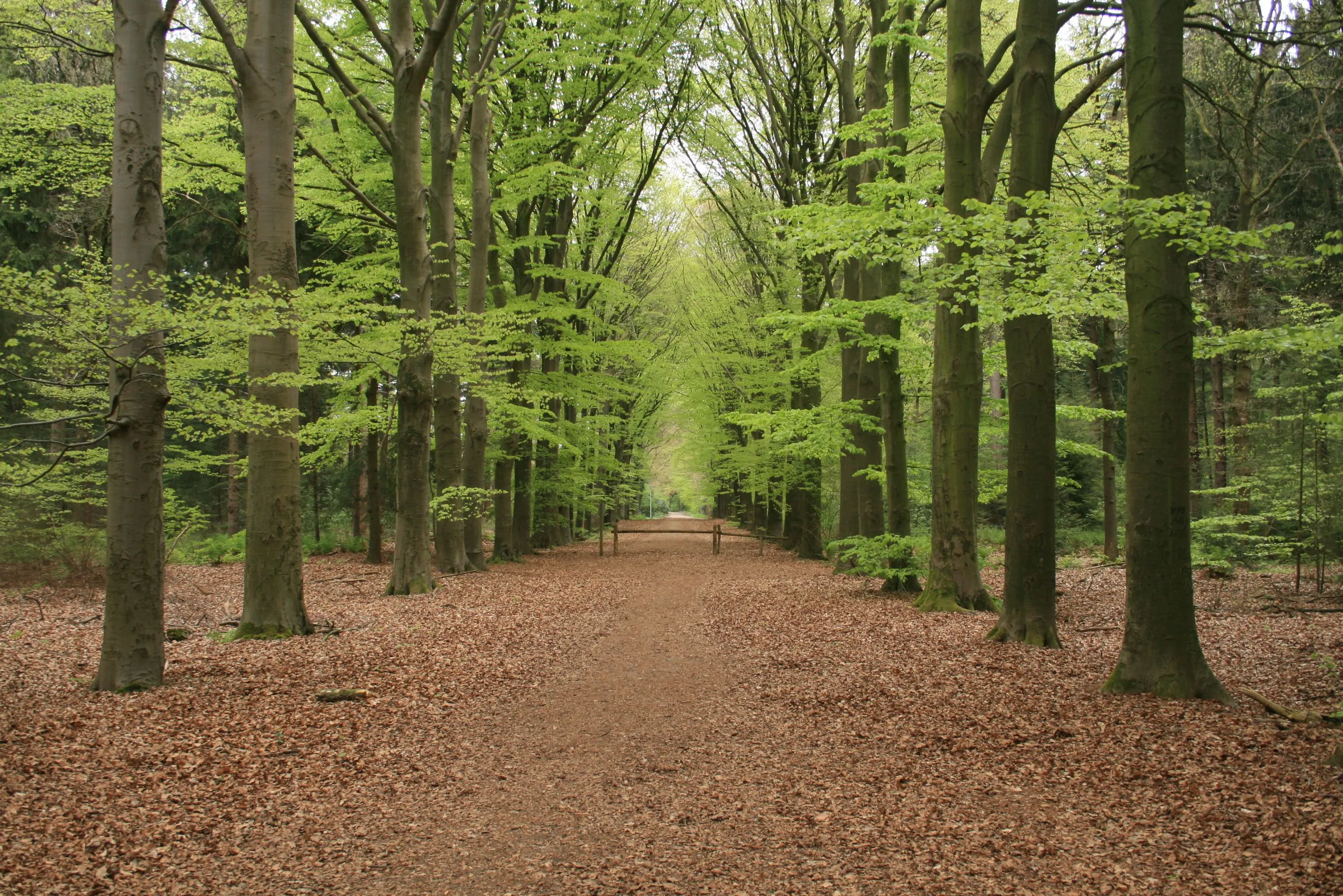 spaarkbankbos foto bertil zoer het drentse landschap