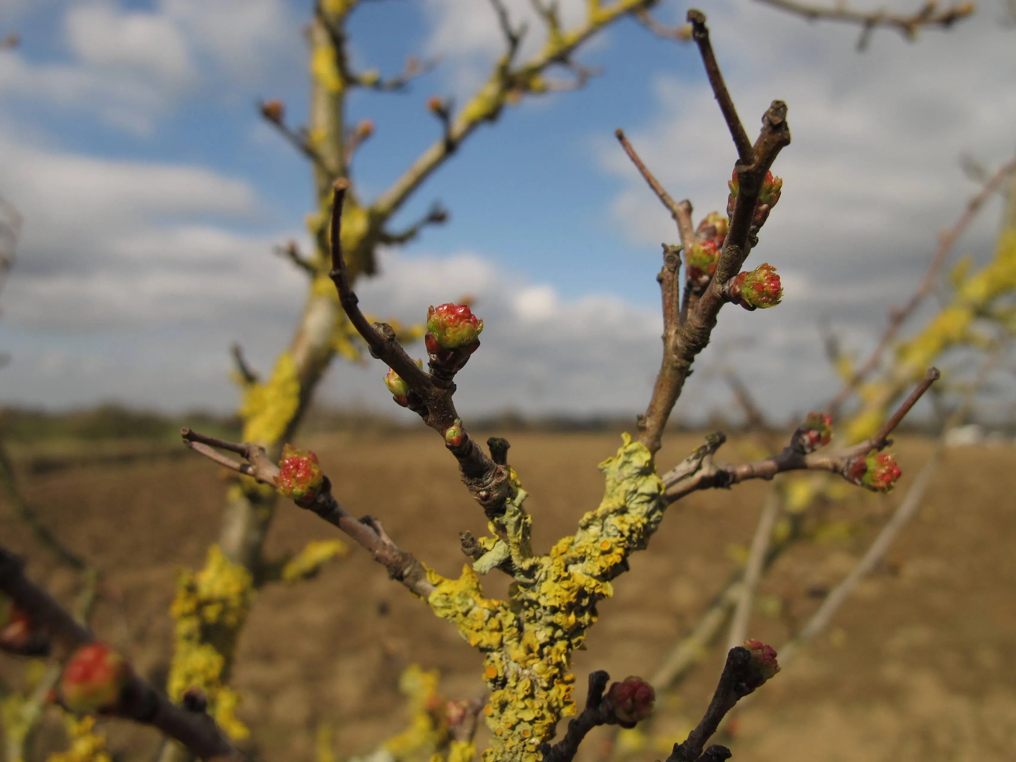 tdal meidoorn foto kristianne van de put