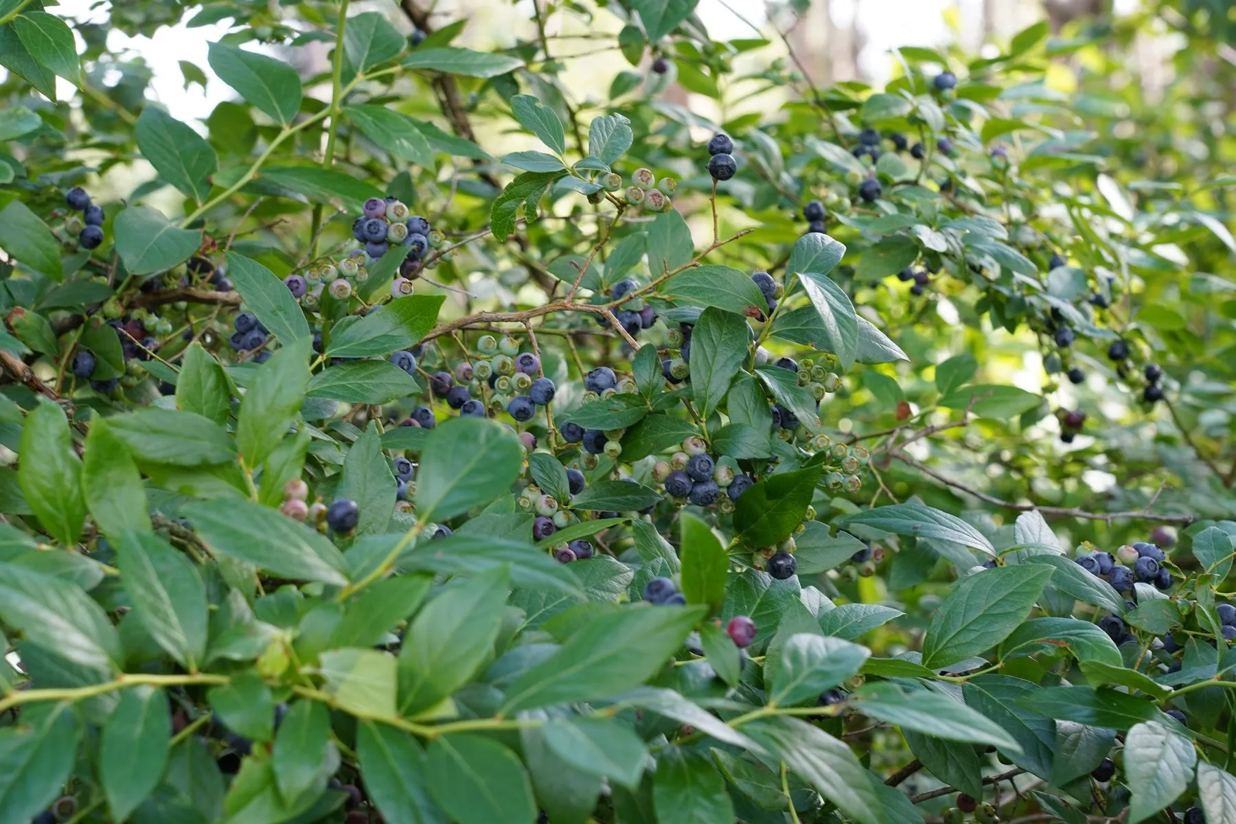 trosbosbes dwingelderveld 3