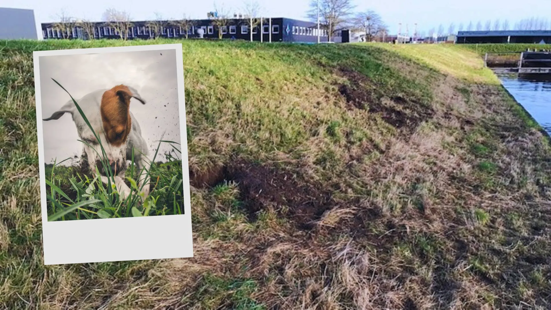 wdod graafschade aan dijk door honden