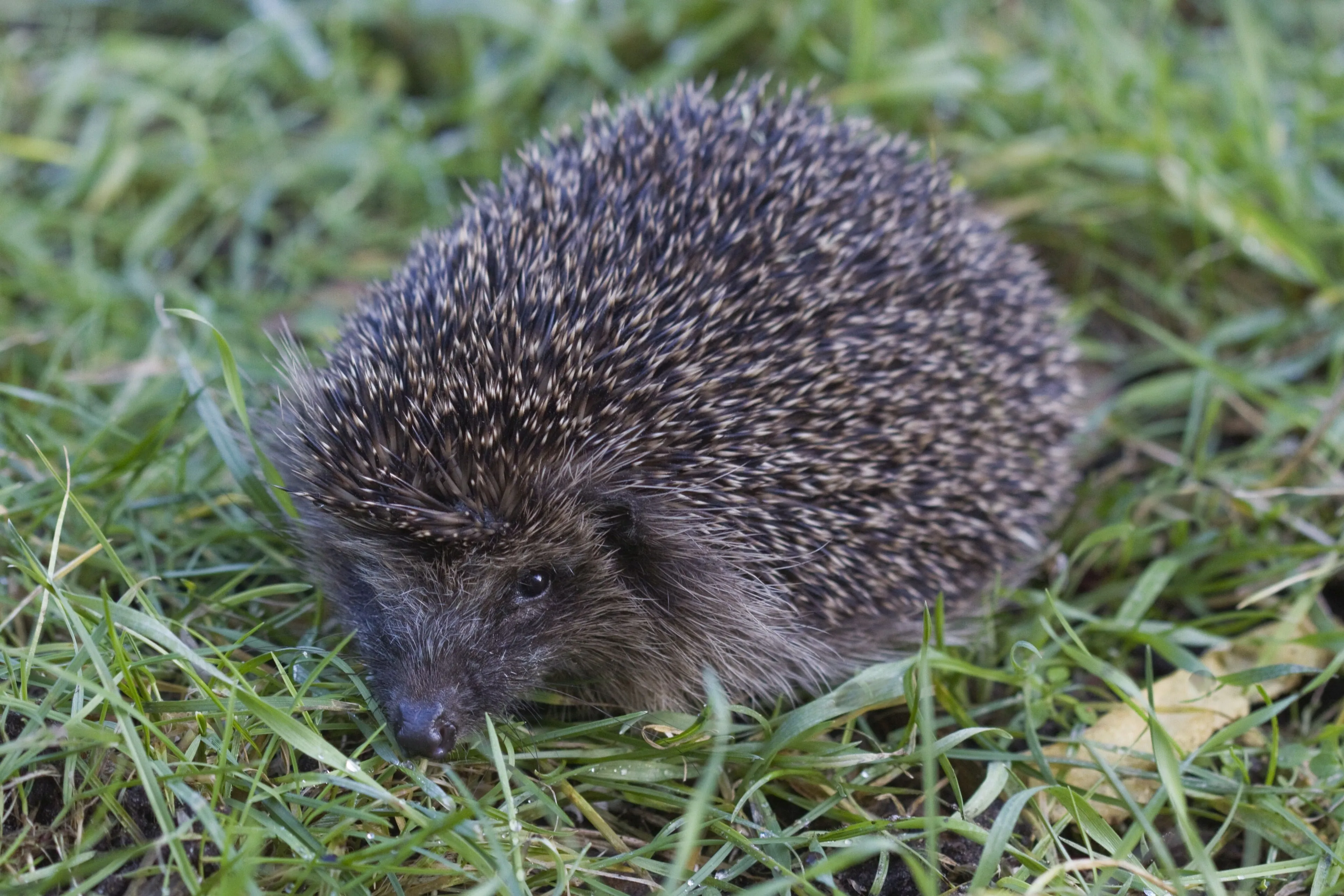 wheem lo06815 egel mark zekhuis