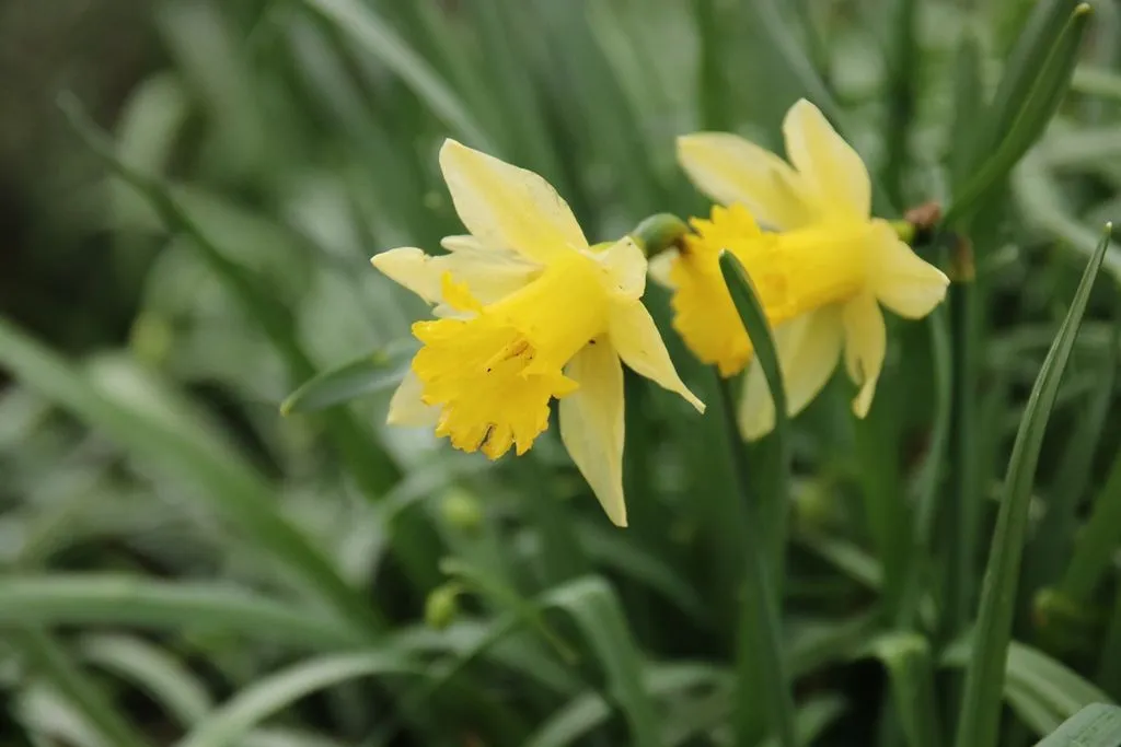 wilde narcis foto stefan pronk verkleind