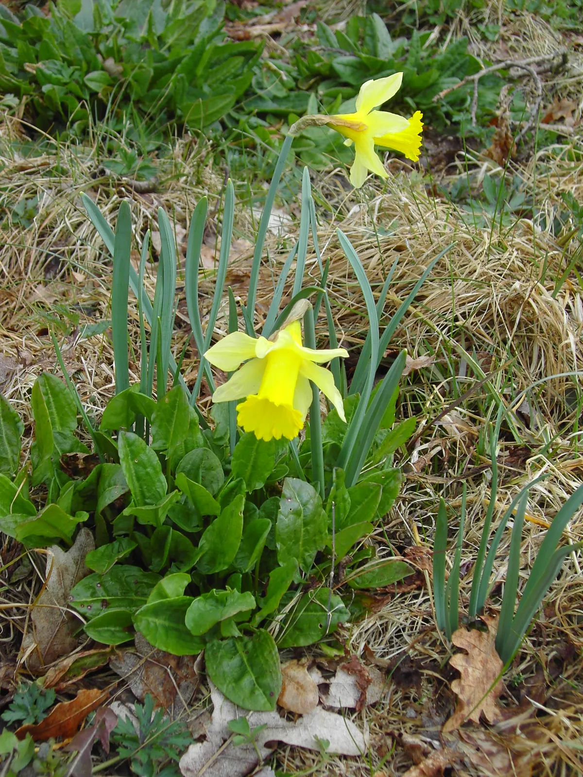 wilde narcis fotograaf bertil zoer