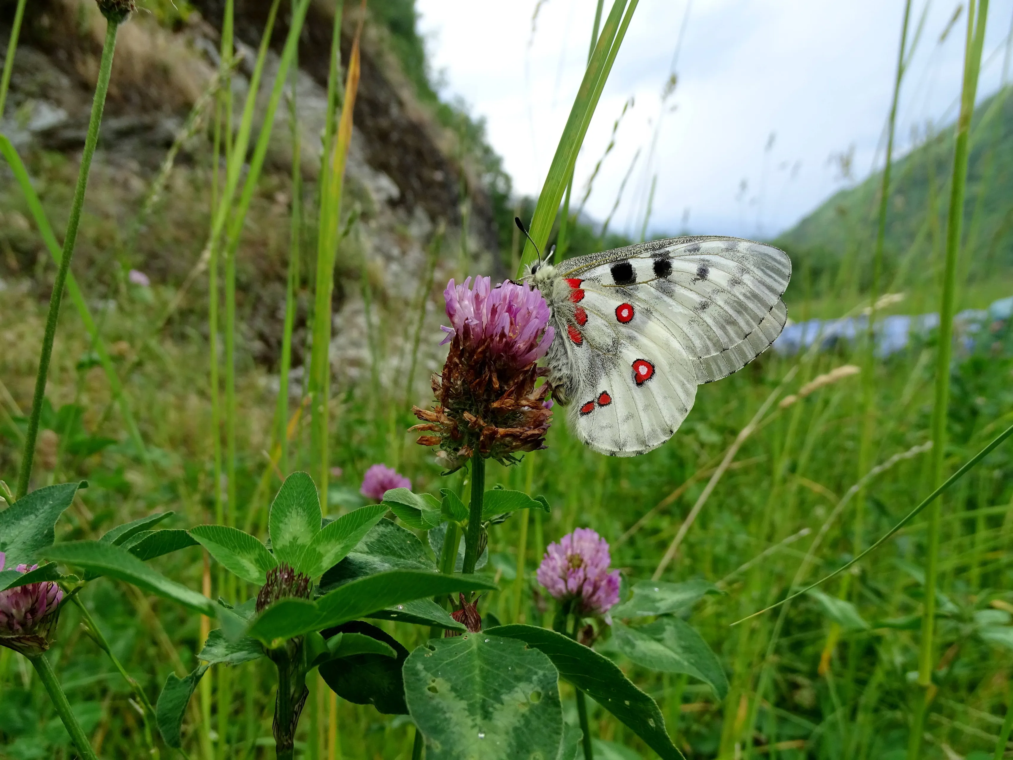 zuidowlde natuur de grote apollovlinder in het aosta dal foto joop verburg