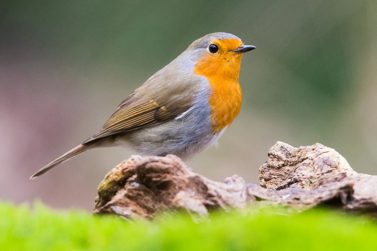 zuidwolde 1 roodborst geert de vries