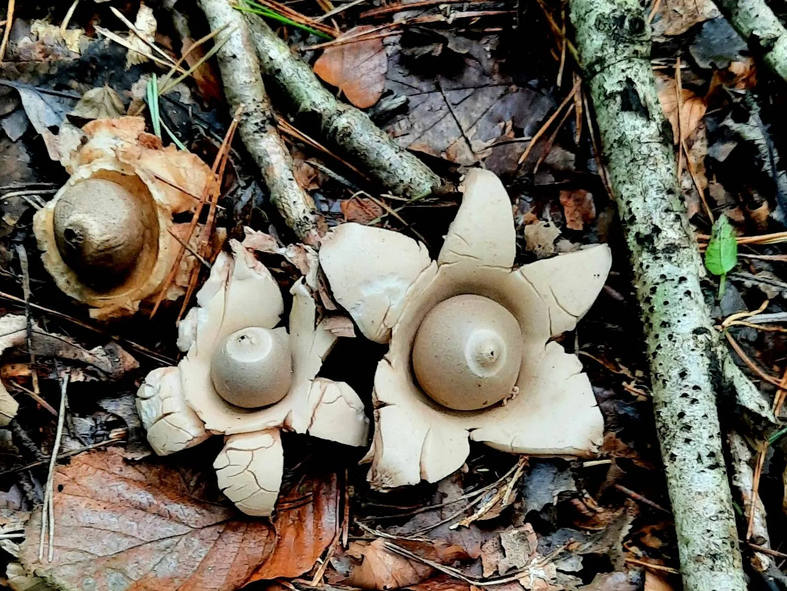 zuidwolde gekraagde aardster een soort die we zeker zullen zien foto roelien prij