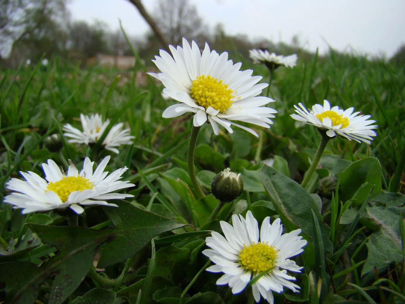 zuidwolde stoepkrijt wilde plantebjacht madeliefje foto joop verburg
