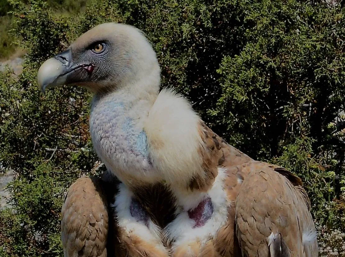 zuidwolde vale gier foto hans boerma2