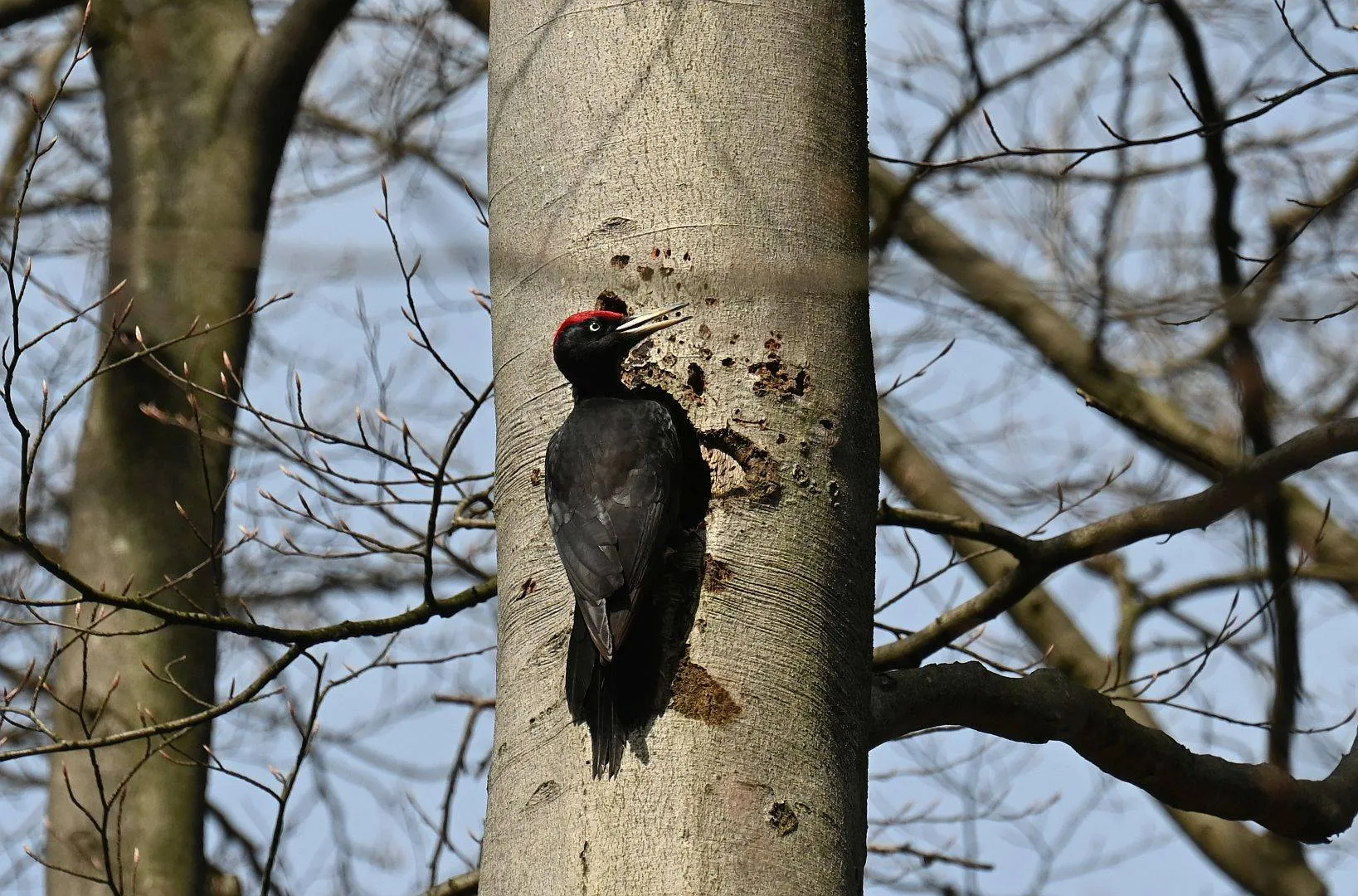 zwarte specht veluwe