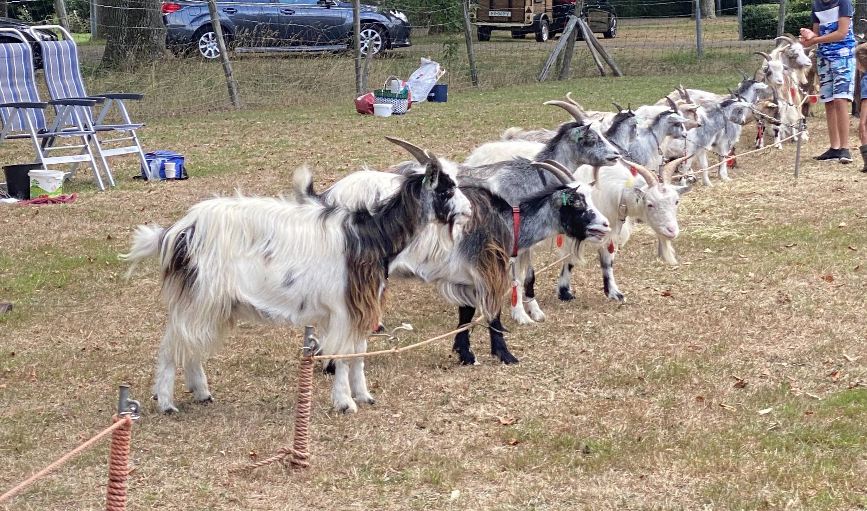 zwinderen foto landgeitenkeuring