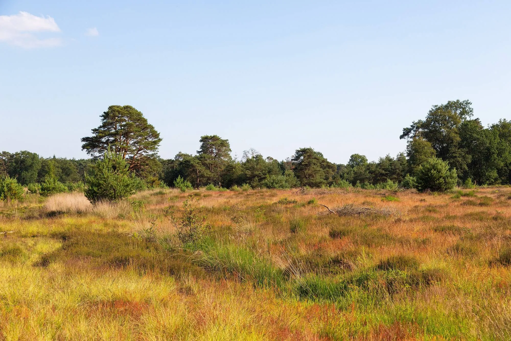 diever hoekenbrink 26062024 lauracsonka r3a9899