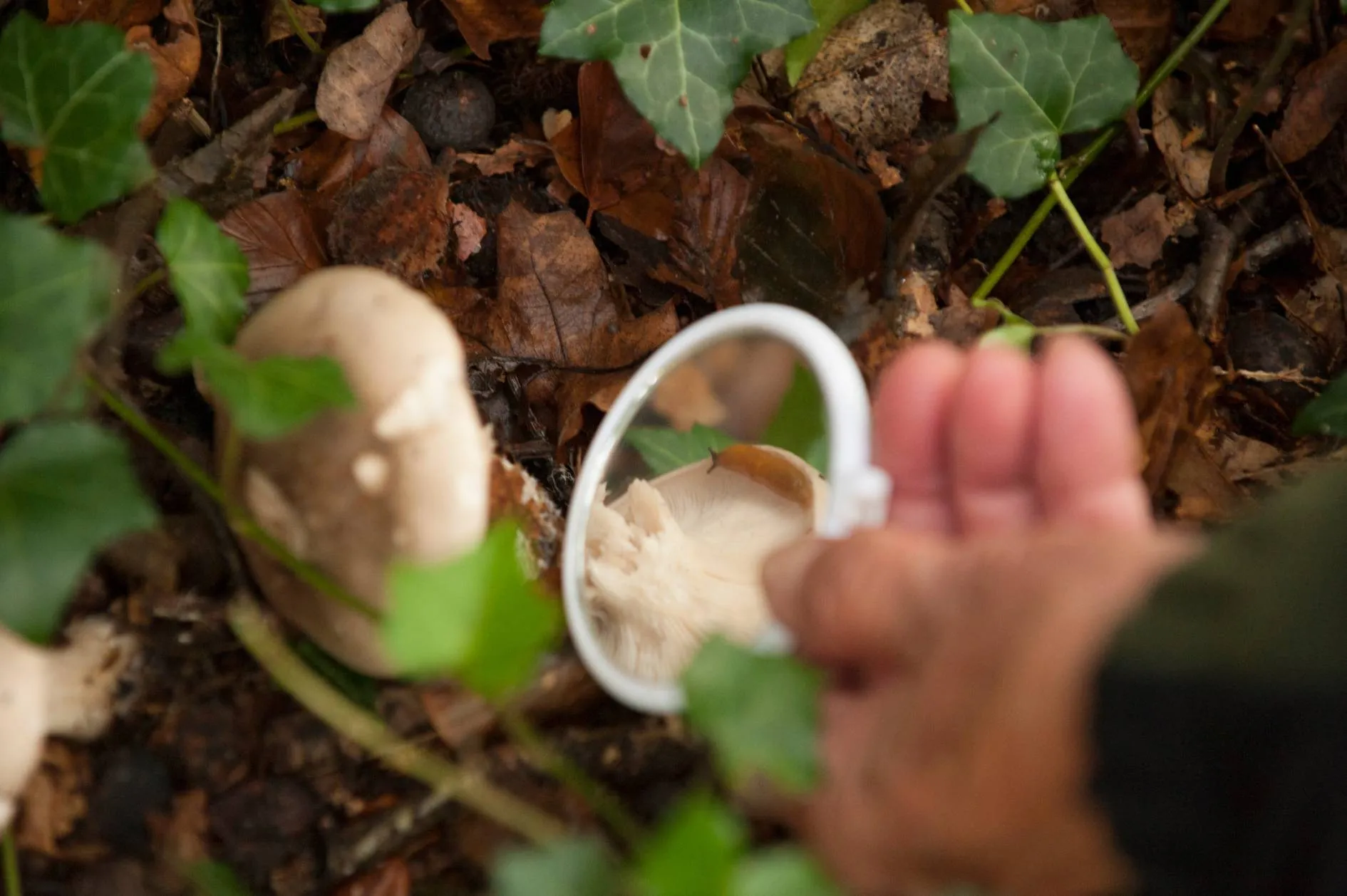 reestdal paddenstoel loep cees elzinga