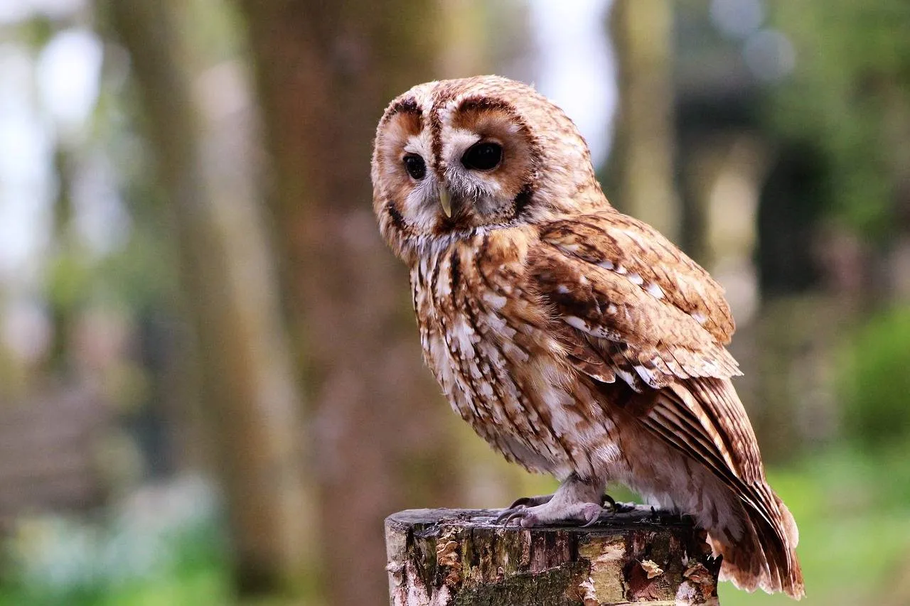 pixabay steenuil kevins photos
