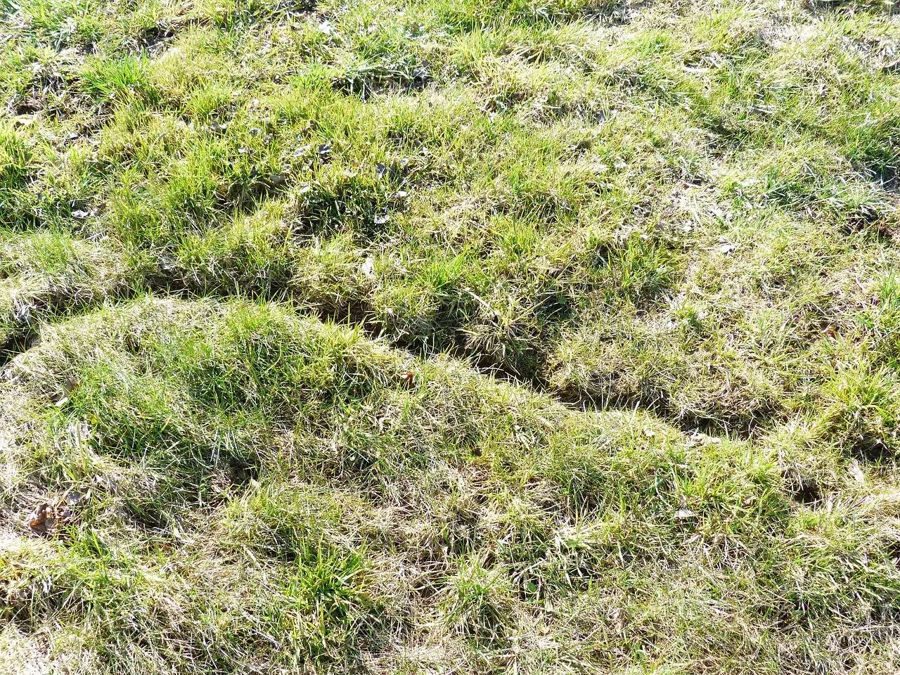 pixabay mouse path 100449 1280