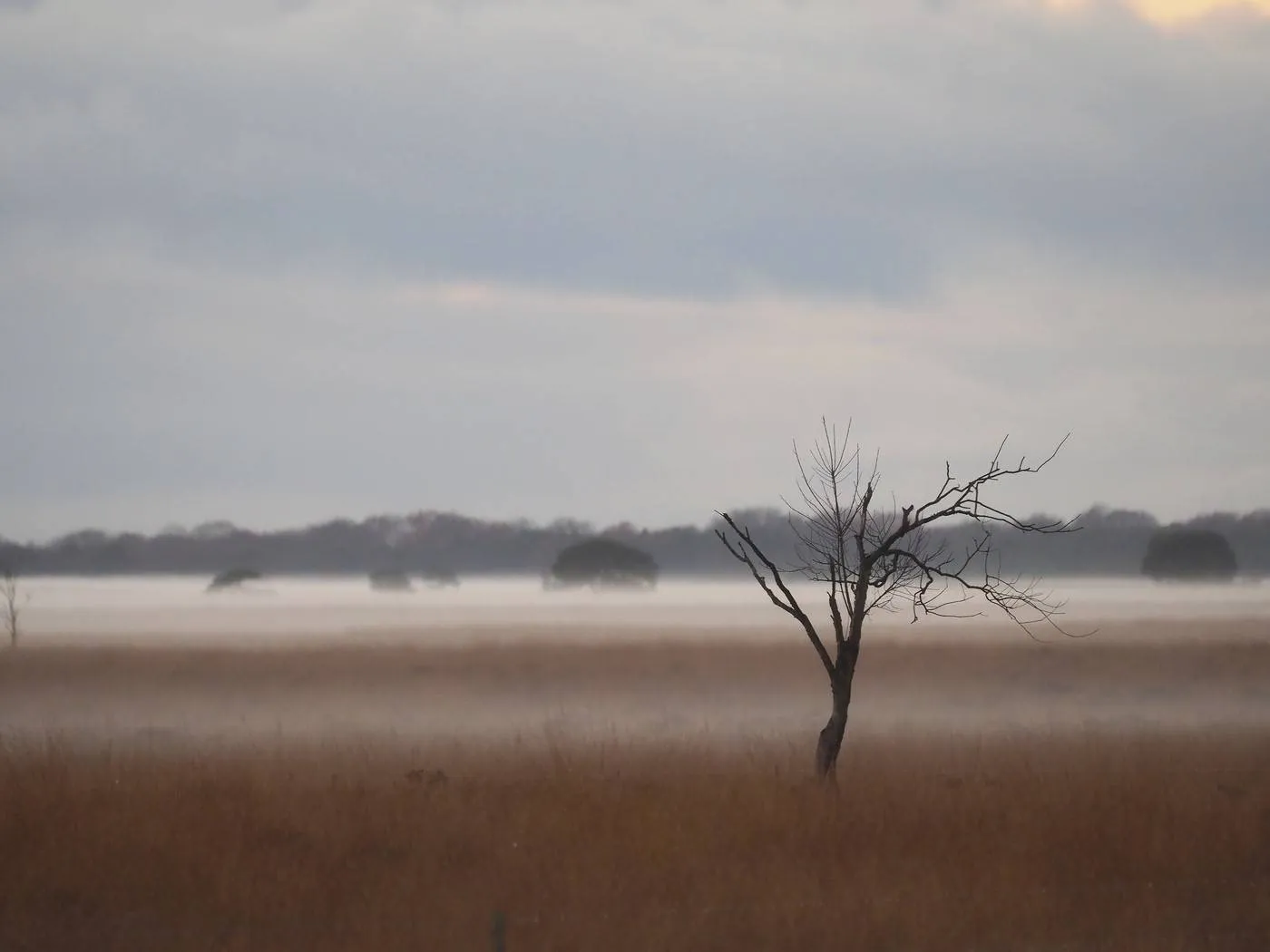 dwingelderveld hdekker