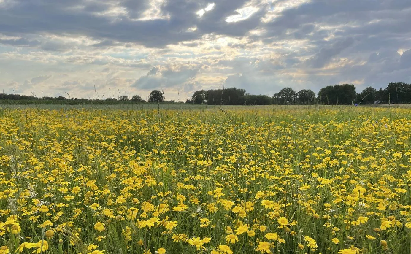 ruinen bloeiend ruinen