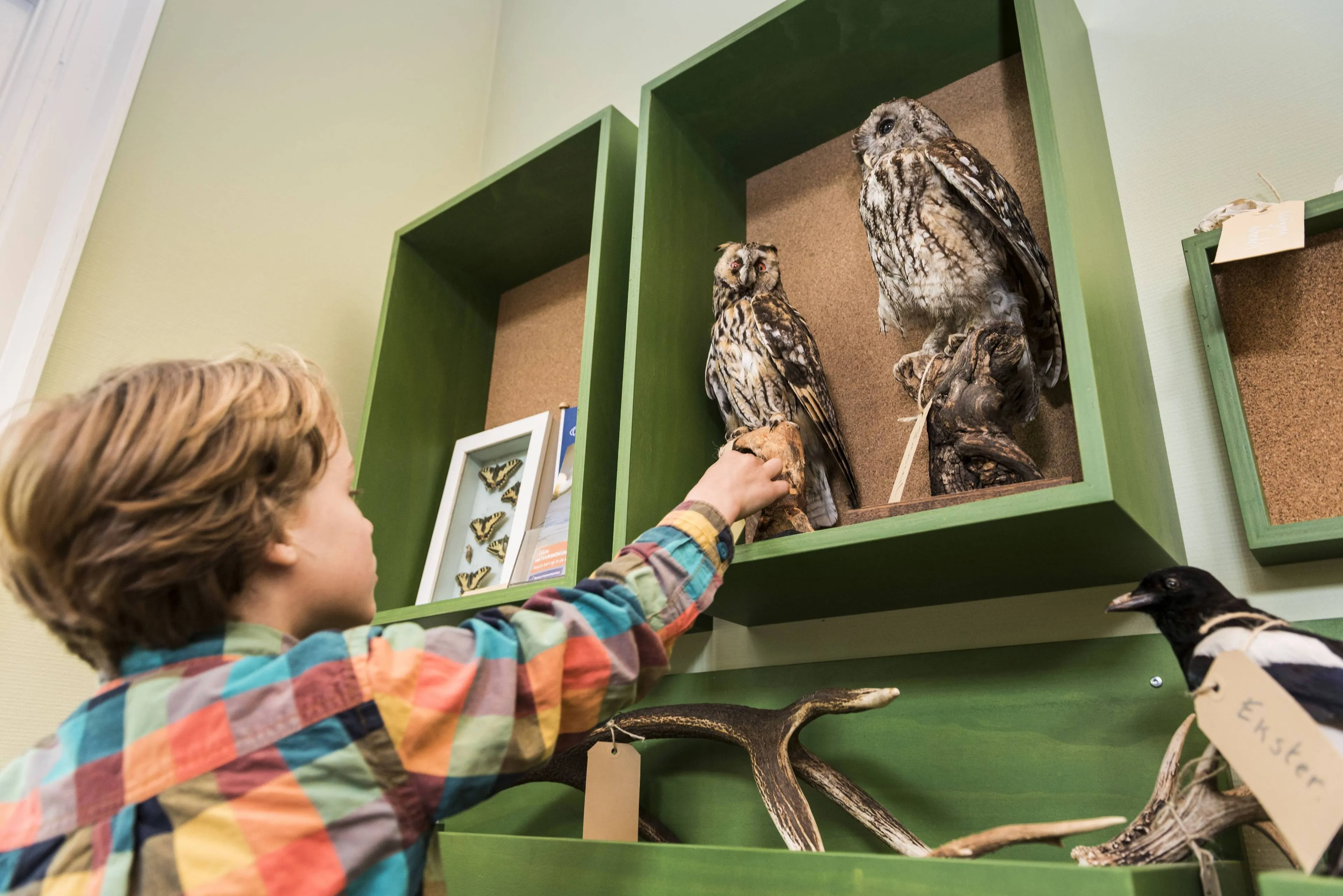 ruinen bezc dw dieren preparatie janko van beek