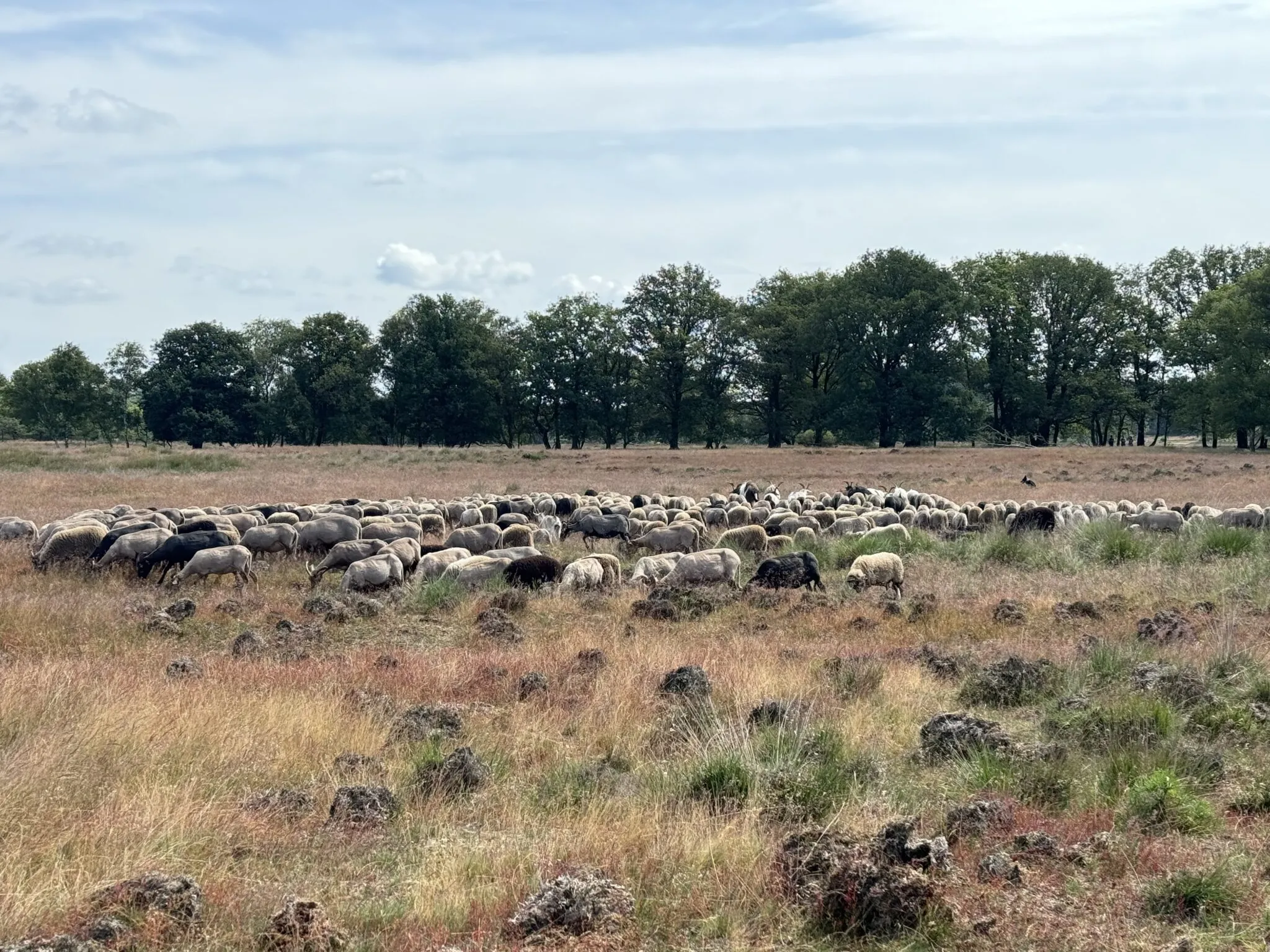 holtingerveld-juli-10-2048x1536