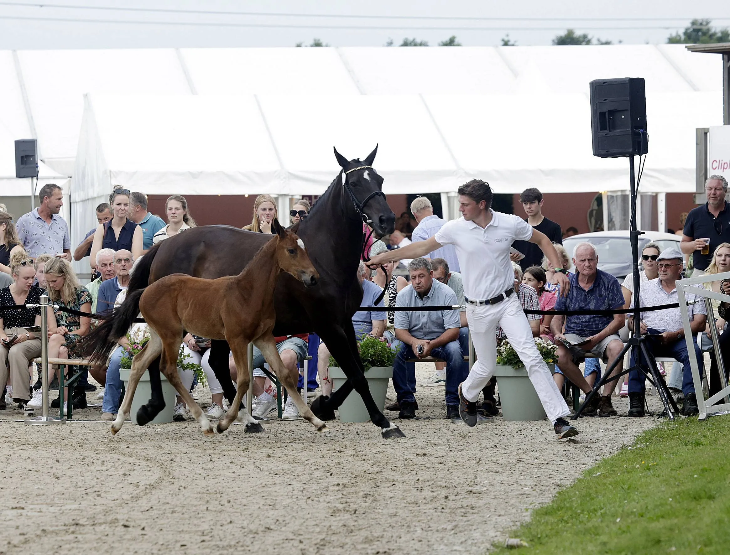 Summer Sale CH De Wolden Foto Hans Khoe