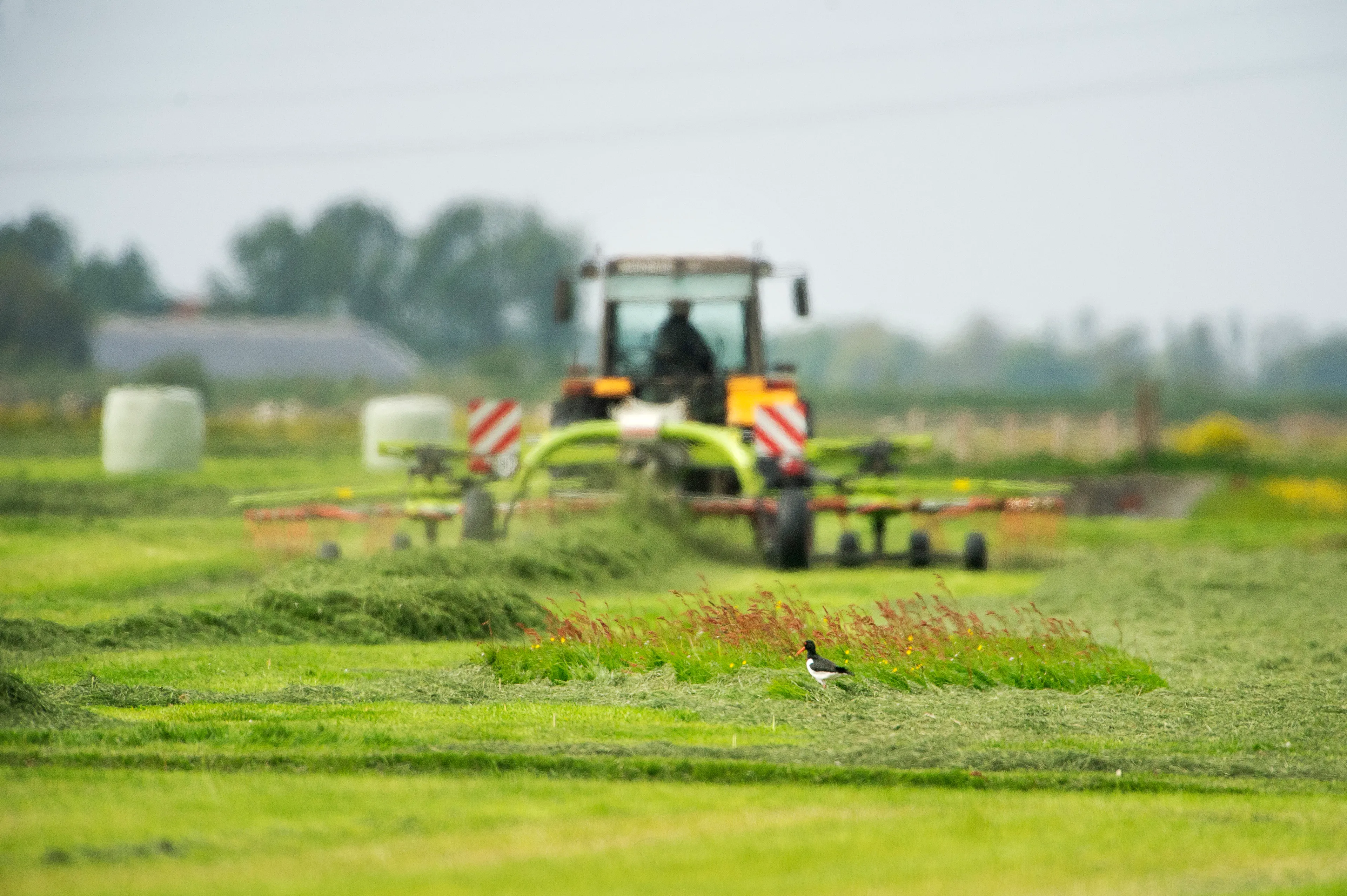05 scholekster bij nestenclave hillaard